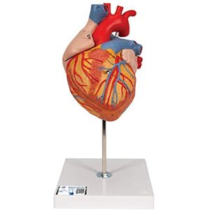 3B Scientific Human Heart Anatomy Model - 2x Enlarged, 4-Part + Free App 3B Scientific Human Heart Anatomy Model - 2x Enlarged, 4-Part + Free App