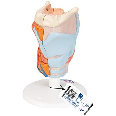 3B Scientific model hlavy - Neck, Larynx, Trachea - Anatomy Model 3B Scientific model hlavy - Neck, Larynx, Trachea - Anatomy Model