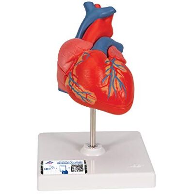 3B Scientific Human Anatomy Classic Heart Model, 2 Part + free anatomy software 3B Smart Anatomy 3B Scientific Human Anatomy Classic Heart Model, 2 Part + free anatomy software 3B Smart Anatomy
