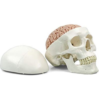 3B Scientific Human Anatomy Classic Human Skull Model with Brain, Magnetic Connections, 5 Part + free anatomy software 3B Smart Anatomy, A20/9 3B Scientific Human Anatomy Classic Human Skull Model with Brain, Magnetic Connections, 5 Part + free anatomy software 3B Smart Anatomy, A20/9