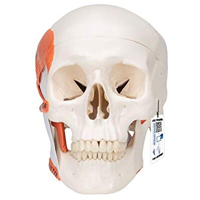 3B Scientific A24 Human Anatomy TMJ Human Skull Model with Masticator Muscles, Magnetic Connections, 2 Part + free anatomy software 3B Smart Anatomy 3B Scientific A24 Human Anatomy TMJ Human Skull Model with Masticator Muscles, Magnetic Connections, 2 Part + free anatomy software 3B Smart Anatomy