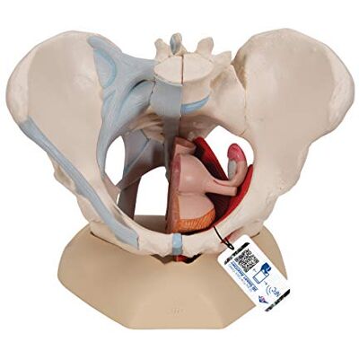 3B Scientific Female Pelvis Model with Straps - Anatomy 3B Scientific Female Pelvis Model with Straps - Anatomy