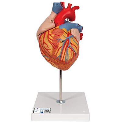 3B Scientific Human Heart Anatomy Model - 2x Enlarged, 4-Part + Free App 3B Scientific Human Heart Anatomy Model - 2x Enlarged, 4-Part + Free App