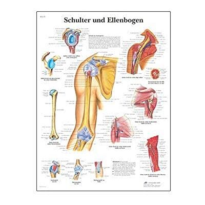 3B Scientific VR1170L Shoulder and Elbow Chart Laminated Version 1001482 3B Scientific VR1170L Shoulder and Elbow Chart Laminated Version 1001482
