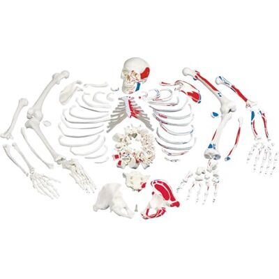 3B Scientific Human Anatomy Disarticulated Full Human Skeleton Model, Painted Muscles, with 3 part Skull + free Anatomy App 3B Smart Anatomy 3B Scientific Human Anatomy Disarticulated Full Human Skeleton Model, Painted Muscles, with 3 part Skull + free Anatomy App 3B Smart Anatomy