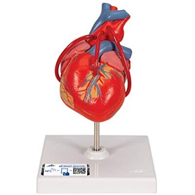 3B Scientific 1017837 Human Anatomy Classic Heart Model with Bypass, 2 Part + free anatomy software 3B Scientific 1017837 Human Anatomy Classic Heart Model with Bypass, 2 Part + free anatomy software