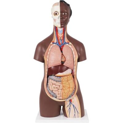 3B Scientific Classic Unisex Human Torso Model, 12 part, dark skin, 3B Smart Anatomy 3B Scientific Classic Unisex Human Torso Model, 12 part, dark skin, 3B Smart Anatomy