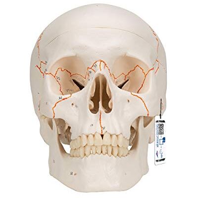3B Scientific A21 Human Anatomy Human Classic Skull Model with Magnetic Connections, 3 Part + free Anatomy App 3B Smart Anatomy 3B Scientific A21 Human Anatomy Human Classic Skull Model with Magnetic Connections, 3 Part + free Anatomy App 3B Smart Anatomy