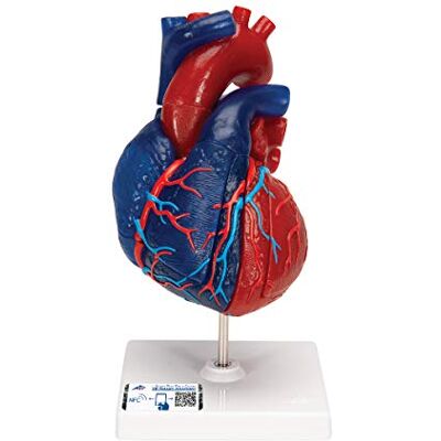 3B Scientific Human Anatomy Heart Model, 5 Part 3B Scientific Human Anatomy Heart Model, 5 Part