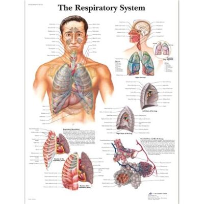 3B Scientific VR1322L Human Anatomy - Respiratory System Laminated Poster 3B Scientific VR1322L Human Anatomy - Respiratory System Laminated Poster