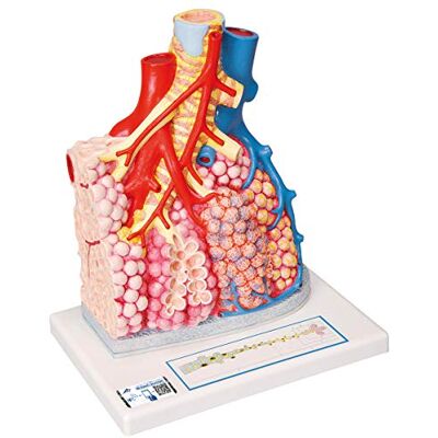 3B Scientific Pulmonary Lobes + free Anatomy App 3B Smart Anatomy G60 3B Scientific Pulmonary Lobes + free Anatomy App 3B Smart Anatomy G60