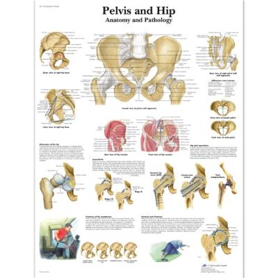 3B Scientific VR1172L Human Anatomy Pelvis and Hip Chart, Laminated Version 3B Scientific VR1172L Human Anatomy Pelvis and Hip Chart, Laminated Version