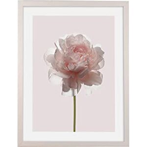 Komar Wooden Picture Frame White with Art Poster Rose as a Set Size: 30 x 40 cm Wall Picture, Decoration, Flower Komar Wooden Picture Frame White with Art Poster Rose as a Set Size: 30 x 40 cm Wall Picture, Decoration, Flower