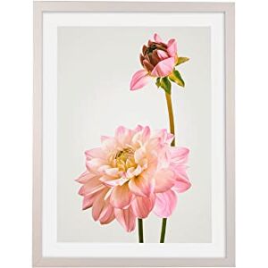 Komar Wooden Picture Frame with Art Poster Dahlia as a Set Size: 30 x 40 cm Wall Picture, Decoration, Flower Komar Wooden Picture Frame with Art Poster Dahlia as a Set Size: 30 x 40 cm Wall Picture, Decoration, Flower