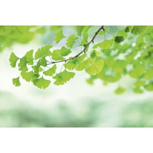 A.S. Création Wallpaper Ginkgo Branch 3,75 m x 2,50 m WALLLOVE Wallpaper Nature & Feuilles in Green, White incl. Glue DD129567 A.S. Création Wallpaper Ginkgo Branch 3,75 m x 2,50 m WALLLOVE Wallpaper Nature & Feuilles in Green, White incl. Glue DD129567