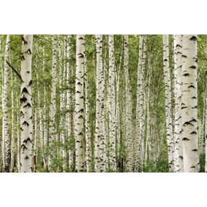 A.S. Création Wallpaper Cloudy Beach 3,75 m x 2,50 m WALLLOVE Wallpaper Beach Chair in Beige, Blue incl. Glue DD129577 A.S. Création Wallpaper Cloudy Beach 3,75 m x 2,50 m WALLLOVE Wallpaper Beach Chair in Beige, Blue incl. Glue DD129577