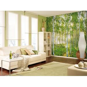 Komar 8-519 368 x 254 cm National Geographic Sunday Spring Birch Tree Forest Wallpaper Mural Green (Pack of 8) Komar 8-519 368 x 254 cm National Geographic Sunday Spring Birch Tree Forest Wallpaper Mural Green (Pack of 8)