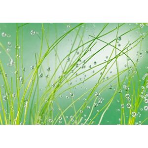 Komar 8-889 Paper Photo Wallpaper, Colourful Komar 8-889 Paper Photo Wallpaper, Colourful