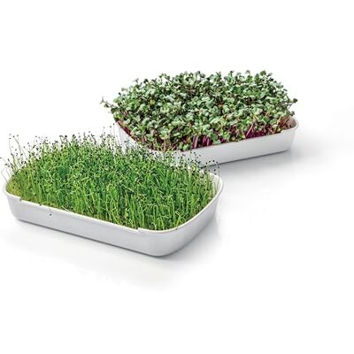 Sense Microgreens Growing Kit - Seeds, Trays, Indoor Sense Microgreens Growing Kit - Seeds, Trays, Indoor