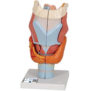 3B Scientific Human Anatomy Larynx Model, 2 Times Full Size, 7 Part + free anatomy software 3B Smart Anatomy, G21 3B Scientific Human Anatomy Larynx Model, 2 Times Full Size, 7 Part + free anatomy software 3B Smart Anatomy, G21