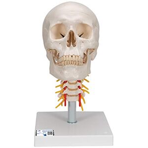 3B Scientific A20/1 Human Anatomy Human Skull Model on Cervical Spine with Magnetic Connections, 4 Part + free anatomy software 3B Smart Anatomy 3B Scientific A20/1 Human Anatomy Human Skull Model on Cervical Spine with Magnetic Connections, 4 Part + free anatomy software 3B Smart Anatomy