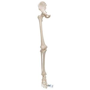 3B Scientific Leg Skeleton with Hip Bone Model + free anatomy software 3B Smart Anatomy 3B Scientific Leg Skeleton with Hip Bone Model + free anatomy software 3B Smart Anatomy