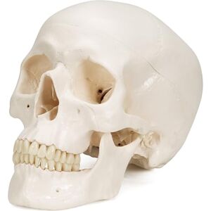 3B Scientific A20 Human Anatomy Classic Human Skull Model with Magnetic Connections, 3 Part + free anatomy software 3B Smart Anatomy 3B Scientific A20 Human Anatomy Classic Human Skull Model with Magnetic Connections, 3 Part + free anatomy software 3B Smart Anatomy