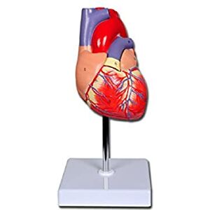 GIMA Heart Model, Coloured, Numbered, Value Line, Modular in 2 Parts, Magnification 1 X GIMA Heart Model, Coloured, Numbered, Value Line, Modular in 2 Parts, Magnification 1 X