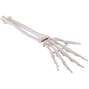 3B Scientific Loose Hand Skeleton with Ulna and Radius Model + free Anatomy App 3B Smart Anatomy 3B Scientific Loose Hand Skeleton with Ulna and Radius Model + free Anatomy App 3B Smart Anatomy