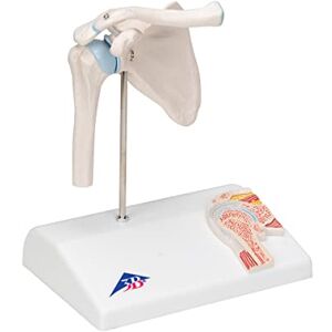 3B Scientific A86/1 Mini Shoulder Joint with Cross-Section + free anatomy software 3B Smart Anatomy 3B Scientific A86/1 Mini Shoulder Joint with Cross-Section + free anatomy software 3B Smart Anatomy