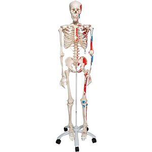 3B Scientific Human Anatomy Skeleton Model Max with Painted Muscle Origins and Inserts, On Pelvis Mounted Rolling Stand A11 + free anatomy software 3B Smart Anatomy 3B Scientific Human Anatomy Skeleton Model Max with Painted Muscle Origins and Inserts, On Pelvis Mounted Rolling Stand A11 + free anatomy software 3B Smart Anatomy