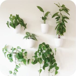 MAKE GOOD Virgo Self-Watering Wall Planters (Set of 6) Lightweight and Easy to Install Design Your Own Vertical Garden Melamine Plastic MAKE GOOD Virgo Self-Watering Wall Planters (Set of 6) Lightweight and Easy to Install Design Your Own Vertical Garden Melamine Plastic