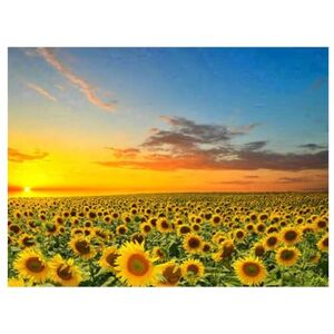 Pracht Creatives Hobby Diamond Painting Set, Sunflowers and Accessories, Craft Kit for Painting with Rhinestones, for Children from 5 Years Pracht Creatives Hobby Diamond Painting Set, Sunflowers and Accessories, Craft Kit for Painting with Rhinestones, for Children from 5 Years