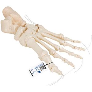 3B Scientific Loose Foot Skeleton Model + free Anatomy App 3B Smart Anatomy 3B Scientific Loose Foot Skeleton Model + free Anatomy App 3B Smart Anatomy