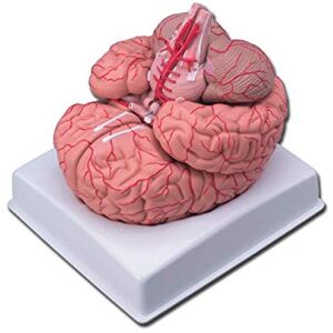 GIMA Anatomical Model of Human Brain, with Arteries, Modular in 9 Parts, Magnification 1X GIMA Anatomical Model of Human Brain, with Arteries, Modular in 9 Parts, Magnification 1X