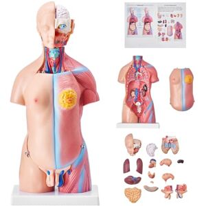 VEVOR Human Torso Anatomy Model 45cm, 23 Detachable Parts, Unisex, PVC Plastic, Educational Teaching Tool for Classroom VEVOR Human Torso Anatomy Model 45cm, 23 Detachable Parts, Unisex, PVC Plastic, Educational Teaching Tool for Classroom