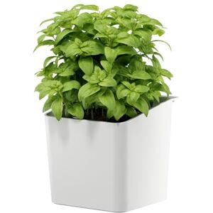 tesa UK tesa Kitchen Accessory Herb Pot Self-adhesive Hanging Pot for Fresh Herbs in the Kitchen, Drill-Free Comes with Wall Mount Adapter Decorative Storage for Plants White tesa UK tesa Kitchen Accessory Herb Pot Self-adhesive Hanging Pot for Fresh Herbs in the Kitchen, Drill-Free Comes with Wall Mount Adapter Decorative Storage for Plants White