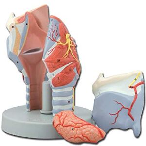 GIMA Anatomical Model of Human Larynx, Modular in 5 Parts, Magnification 2X GIMA Anatomical Model of Human Larynx, Modular in 5 Parts, Magnification 2X