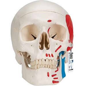3B Scientific A23 Human Anatomy Classic Human Skull Model with Magnetic Connections, Painted, 3 Parts + free Anatomy App 3B Smart Anatomy, 3 part painted skull model 3B Scientific A23 Human Anatomy Classic Human Skull Model with Magnetic Connections, Painted, 3 Parts + free Anatomy App 3B Smart Anatomy, 3 part painted skull model