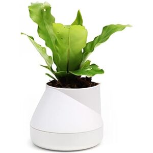 QUALY Self-Watering Flower Pot, White, 10x13 cm QUALY Self-Watering Flower Pot, White, 10x13 cm