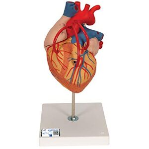 3B Scientific Human Anatomy Heart Model with Bypass, 2 Times Life Size, 4 Part + free anatomy software 3B Smart Anatomy 3B Scientific Human Anatomy Heart Model with Bypass, 2 Times Life Size, 4 Part + free anatomy software 3B Smart Anatomy