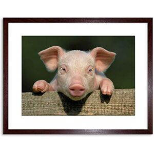 Wee Blue Coo Photo Animal Pig Piglet Cute Farm Pink Baby Babe Framed Wall Art Print Wee Blue Coo Photo Animal Pig Piglet Cute Farm Pink Baby Babe Framed Wall Art Print