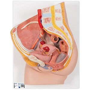 3B Scientific H10 Female Pelvis Model in Median Section, 2 Part + free anatomy software 3B Smart Anatomy 3B Scientific H10 Female Pelvis Model in Median Section, 2 Part + free anatomy software 3B Smart Anatomy