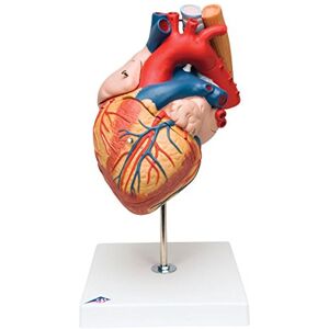 3B Scientific Human Anatomy Heart Model with Oesophagus and Trachea, 2 Times Life Size, 5 Part + free anatomy software 3B Smart Anatomy 3B Scientific Human Anatomy Heart Model with Oesophagus and Trachea, 2 Times Life Size, 5 Part + free anatomy software 3B Smart Anatomy