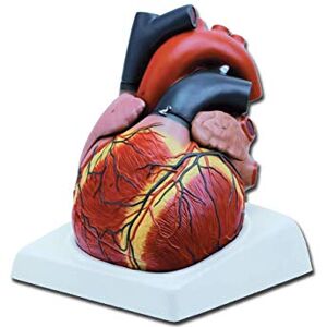 GIMA Anatomical Model of Human Heart, Sectioned, Highly Detailed, Tridimensional, Modular in 4 Parts, Magnification 3X GIMA Anatomical Model of Human Heart, Sectioned, Highly Detailed, Tridimensional, Modular in 4 Parts, Magnification 3X