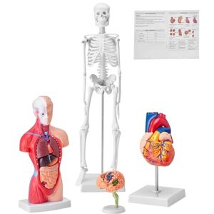 VEVOR Human Anatomy Models Bundle Set, Brain, Human Torso Body, Heart, Skeleton Model Set of 4, Hands-on 3D Model Study Tools Teaching Models for Physiology Students or as Educational Kit for Kids VEVOR Human Anatomy Models Bundle Set, Brain, Human Torso Body, Heart, Skeleton Model Set of 4, Hands-on 3D Model Study Tools Teaching Models for Physiology Students or as Educational Kit for Kids