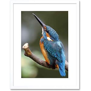 Wee Blue Coo Photo Nature Animal Bird Kingfisher Colourful Cool Beak Feather Framed Wall Art Print Wee Blue Coo Photo Nature Animal Bird Kingfisher Colourful Cool Beak Feather Framed Wall Art Print