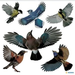 HERMA 15539 Warning Birds Bird Sticker Set for Window Panes, Large, 30 x 30 cm, Self-Adhesive, Removable and Reusable, Bird Protection for Windows, Made of Weatherproof Hard Film, Colourful HERMA 15539 Warning Birds Bird Sticker Set for Window Panes, Large, 30 x 30 cm, Self-Adhesive, Removable and Reusable, Bird Protection for Windows, Made of Weatherproof Hard Film, Colourful
