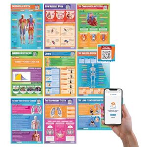 Daydream Education Applied Anatomy & Physiology Posters Set of 9 EXTRA LARGE A1 (850mm x 594mm) Laminated PE Secondary School Wall Charts Includes Interactive Quizzes Daydream Education Applied Anatomy & Physiology Posters Set of 9 EXTRA LARGE A1 (850mm x 594mm) Laminated PE Secondary School Wall Charts Includes Interactive Quizzes