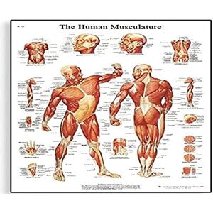 3B Scientific VR1118UU Human Anatomy Human Musculature Chart, Paper Version 4006652, unlaminated 3B Scientific VR1118UU Human Anatomy Human Musculature Chart, Paper Version 4006652, unlaminated